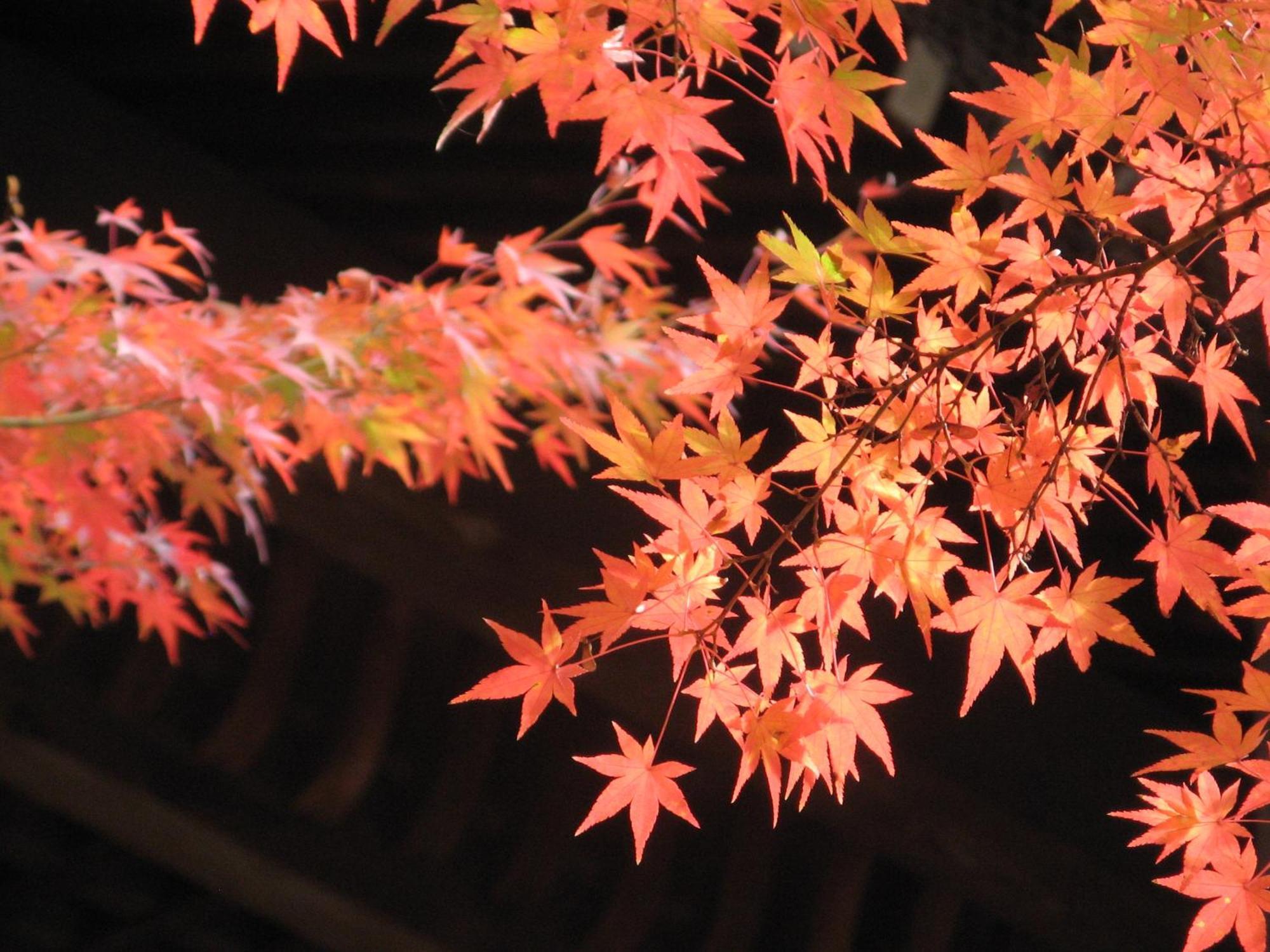 Hotel Heian No Mori Kjóto Exteriér fotografie